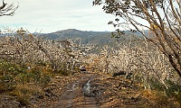 Amongst the dead snow gums heading down to King Valley